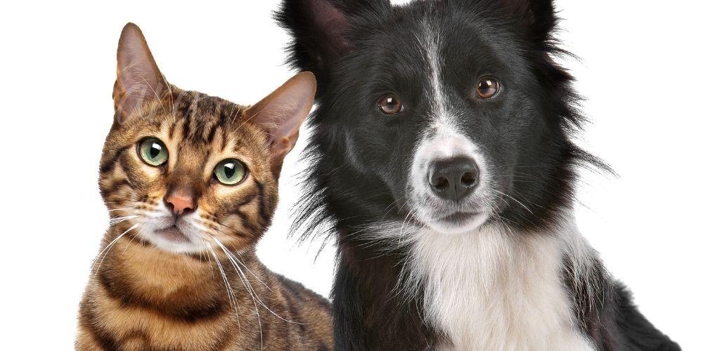 Programa ‘Amigo Bicho’ é lançado oficialmente pela Prefeitura