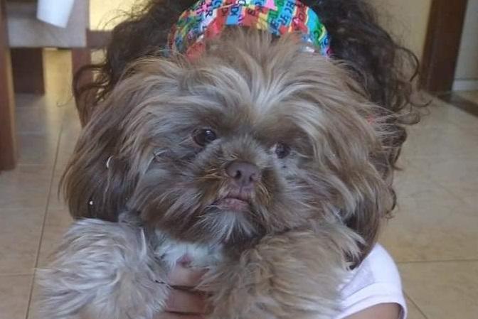 Família procura cachorrinha que atende por Bombom