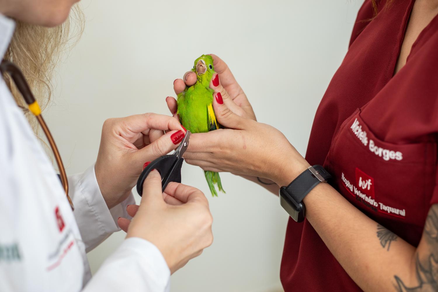 O que é preciso saber antes de ter um pássaro como animal de estimação