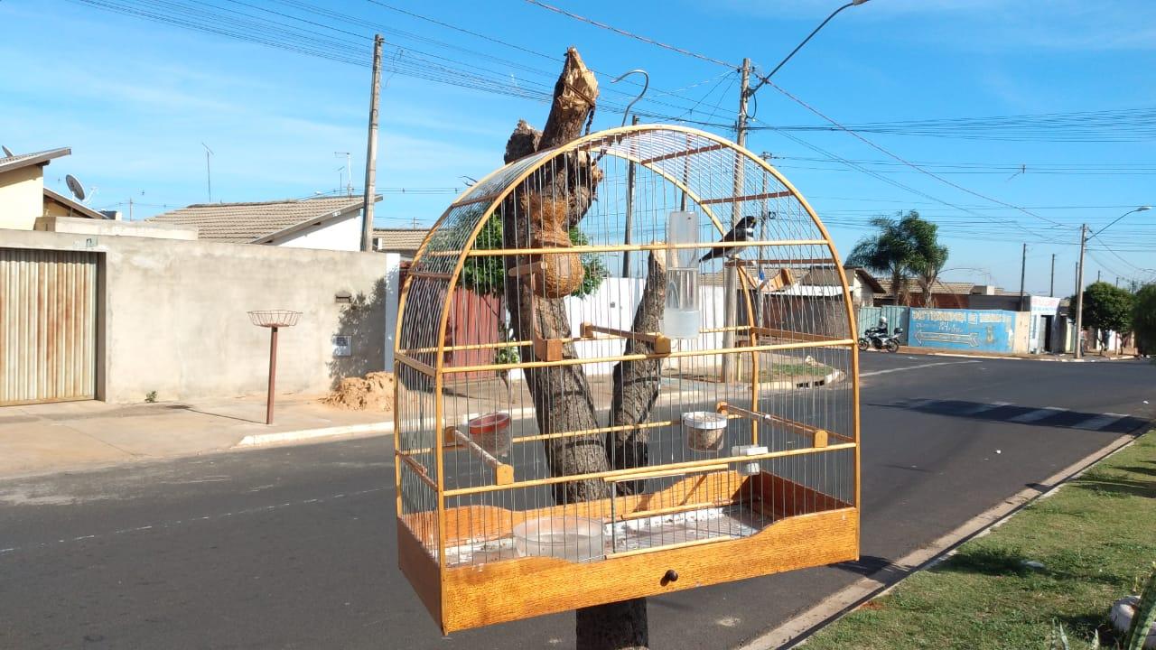 Polícia Militar Ambiental conseguiu libertar ave silvestre em cativeiro, conhecido como Papa-Capim
