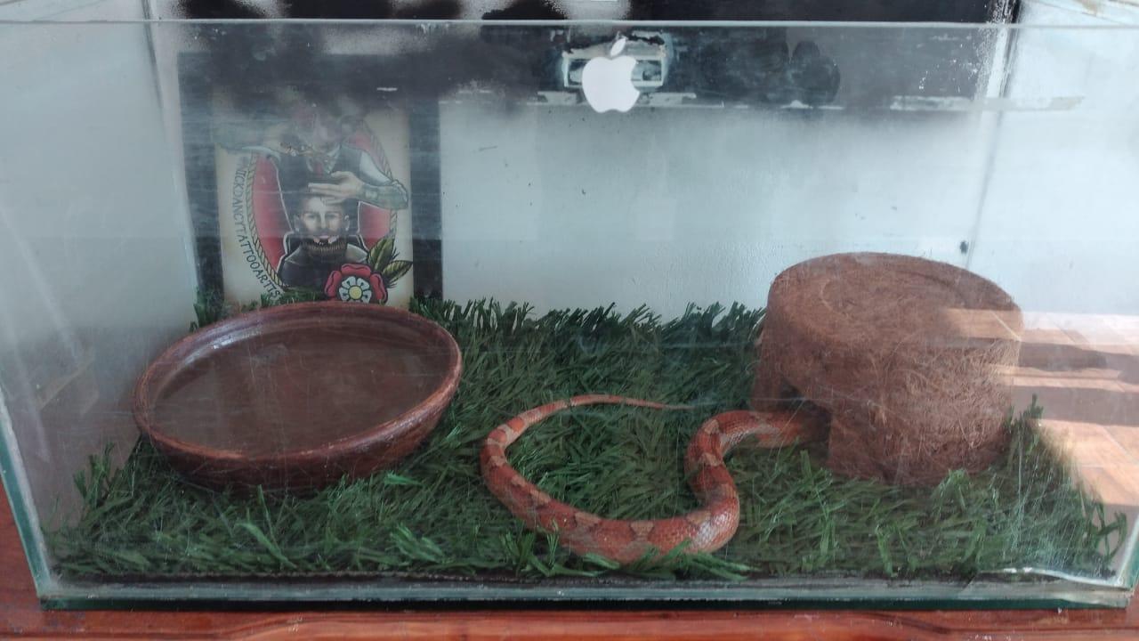 Polícia Militar Ambiental liberta animal exótico, conhecido como Cobra do Milho