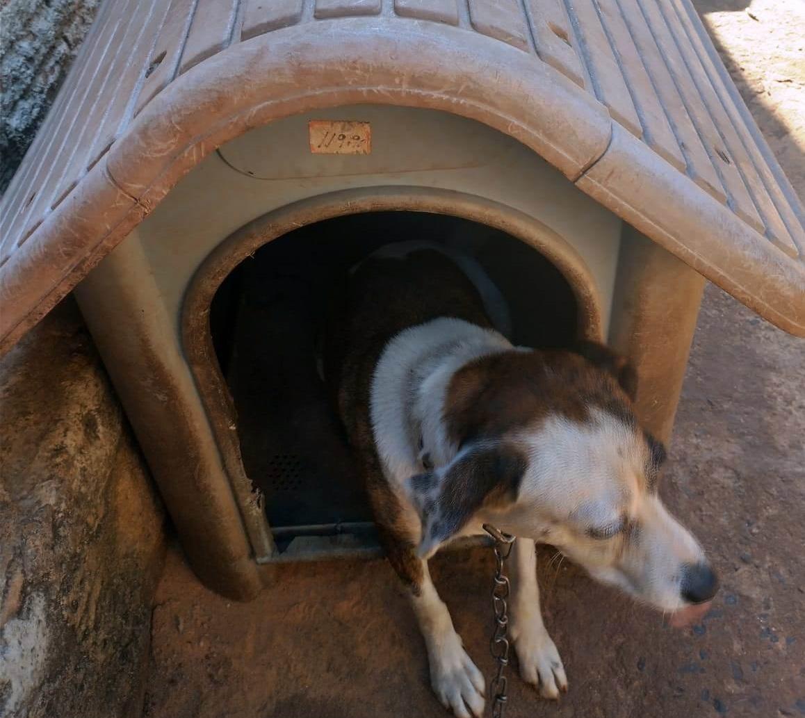 Justiça determina busca e apreensão de animal vítima de maus-tratos 