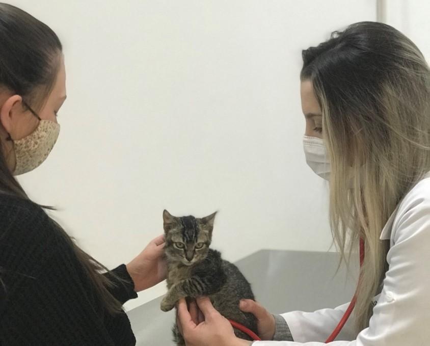 Já protegeu o pet com a vacina da gripe?