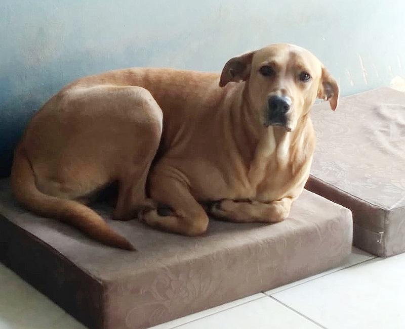 Previsão de frio intenso gera preocupação com animais de rua