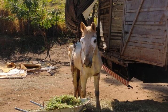 Resgate de égua no Adalberto Roxo reforça importância de cuidados com animais