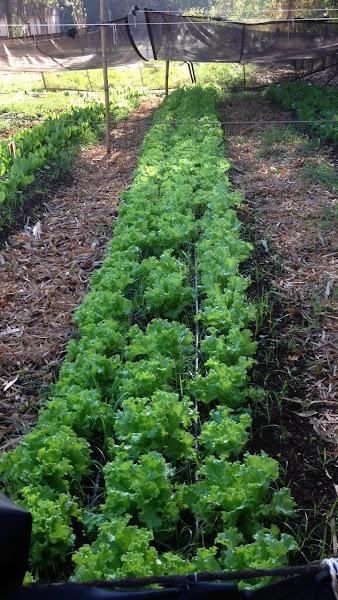 Horta solidária terá primeira colheita nesta quinta-feira e beneficiará cerca de 50 famílias