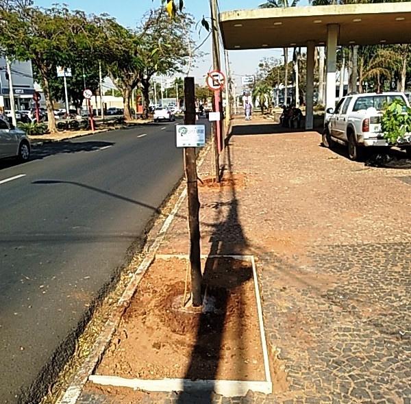 Meio Ambiente cria “Espaços Árvore” e “Floresta Urbana”