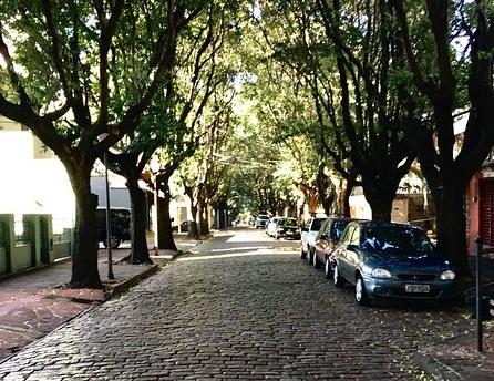 Proposta indica criação de cadastro sobre condições de árvores de Araraquara 