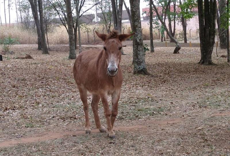 Araraquara abre cadastro para lares temporários ou adoção de animais de grande porte