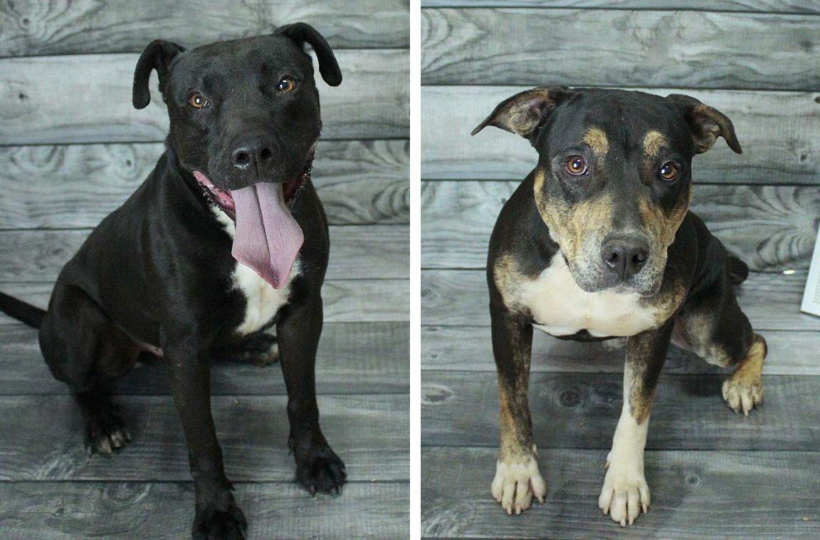 Prefeitura procura adotantes para pitbulls resgatados