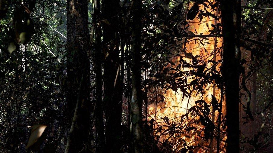 Queimadas já afetaram 95% das espécies da Amazônia