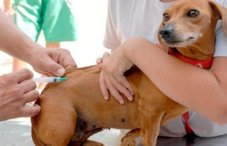 Vacinação de cães e gatos nos bairros 