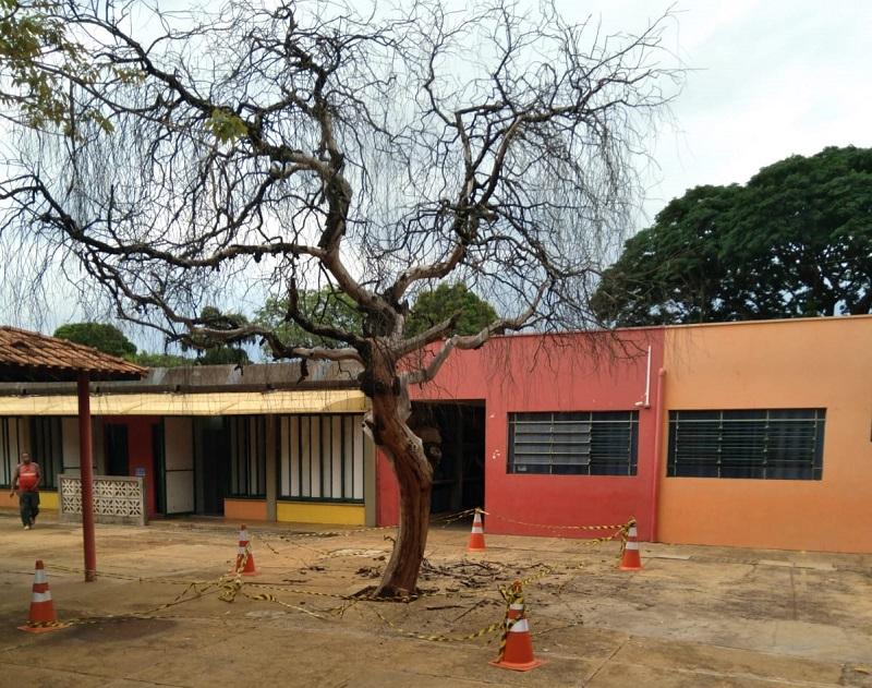 Risco de queda de galhos preocupa pais de alunos do CER do Caic do Vale do Sol 