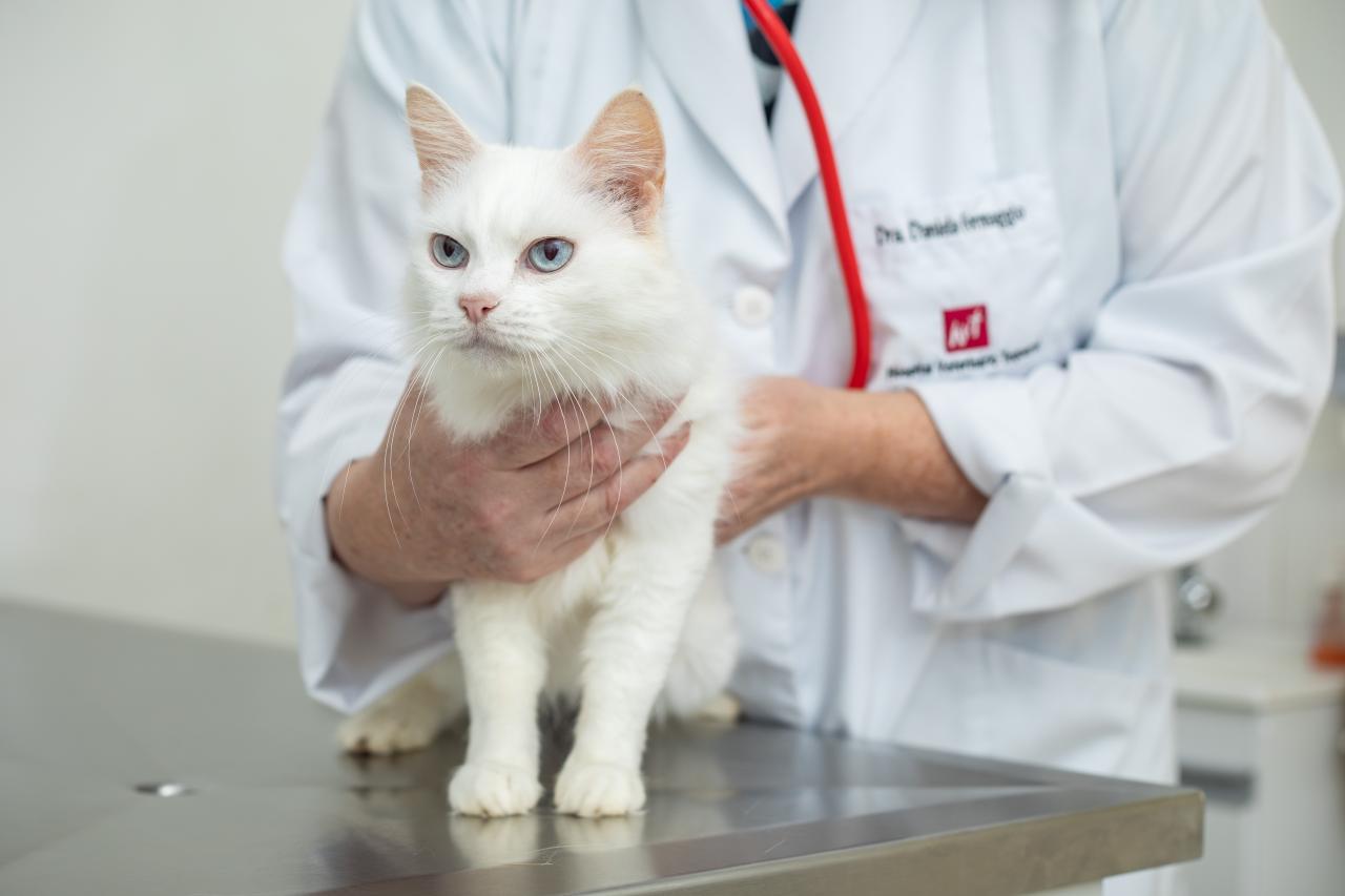Câncer de próstata em cães pode ser diagnosticado precocemente com ida periódica ao veterinário
