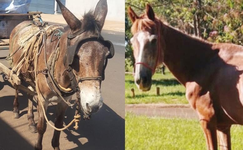 Recuperado um dos animais furtados do Pinheirinho