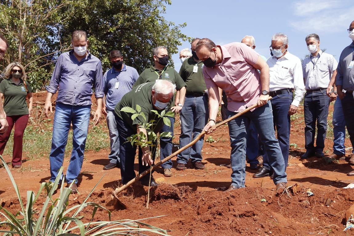 Uma árvore será plantada a cada recém-nascido em Araraquara