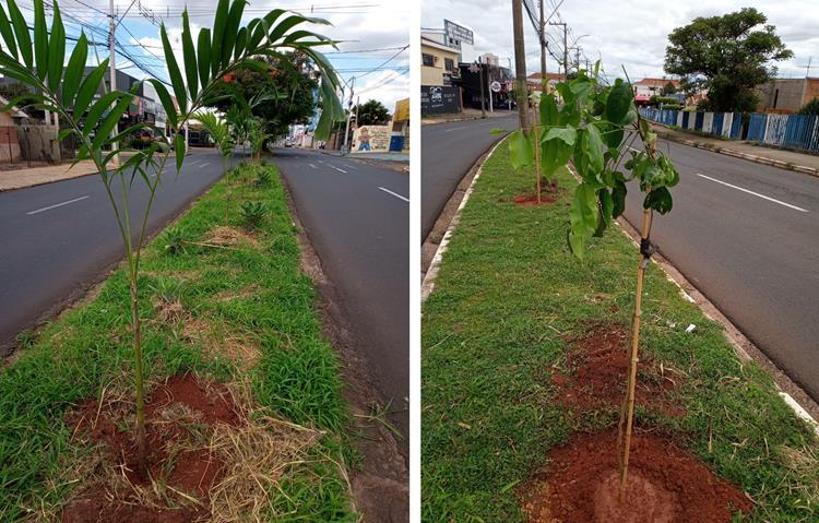 Araraquara recebe rearborização nas principais vias