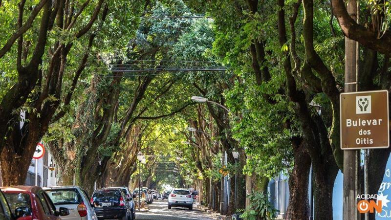Confirmada contratação de empresa para manutenção de árvores
