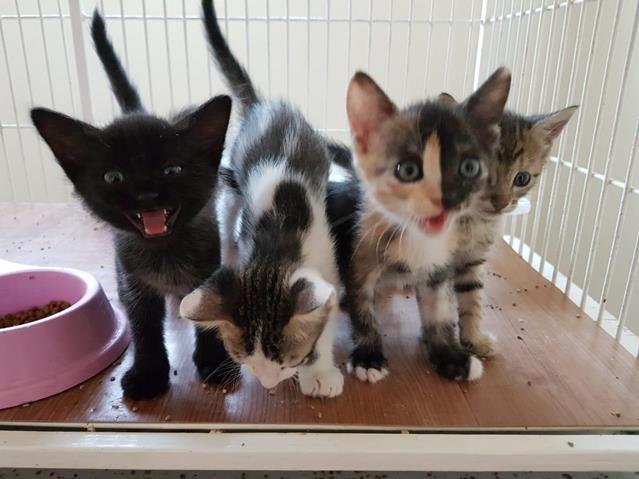 Parque Infantil recebe campanha voltada para a adoção de gatos