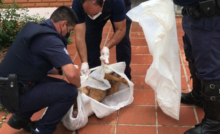 Um cachorro foi encontrado morto no jardim da residência e uma cadela foi encontrada viva em espaço inadequado