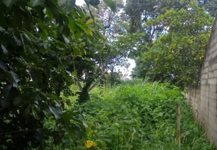 Moradores relataram o aparecimento de animais peçonhentos, como escorpiões