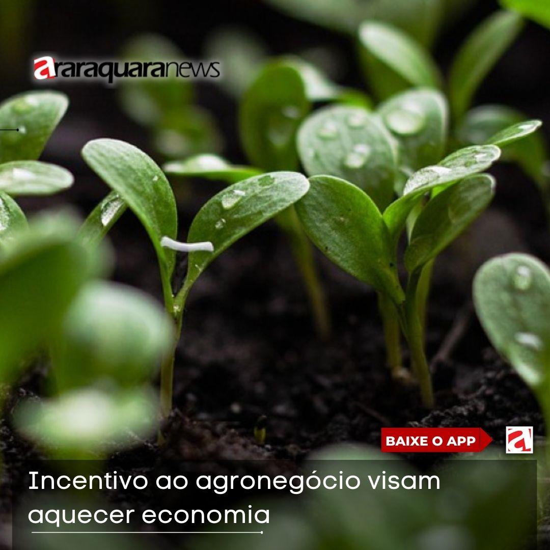 Incentivo ao agronegócio e cultivo agroflorestal são as propostas que visam aquecer economia de forma sustentável 