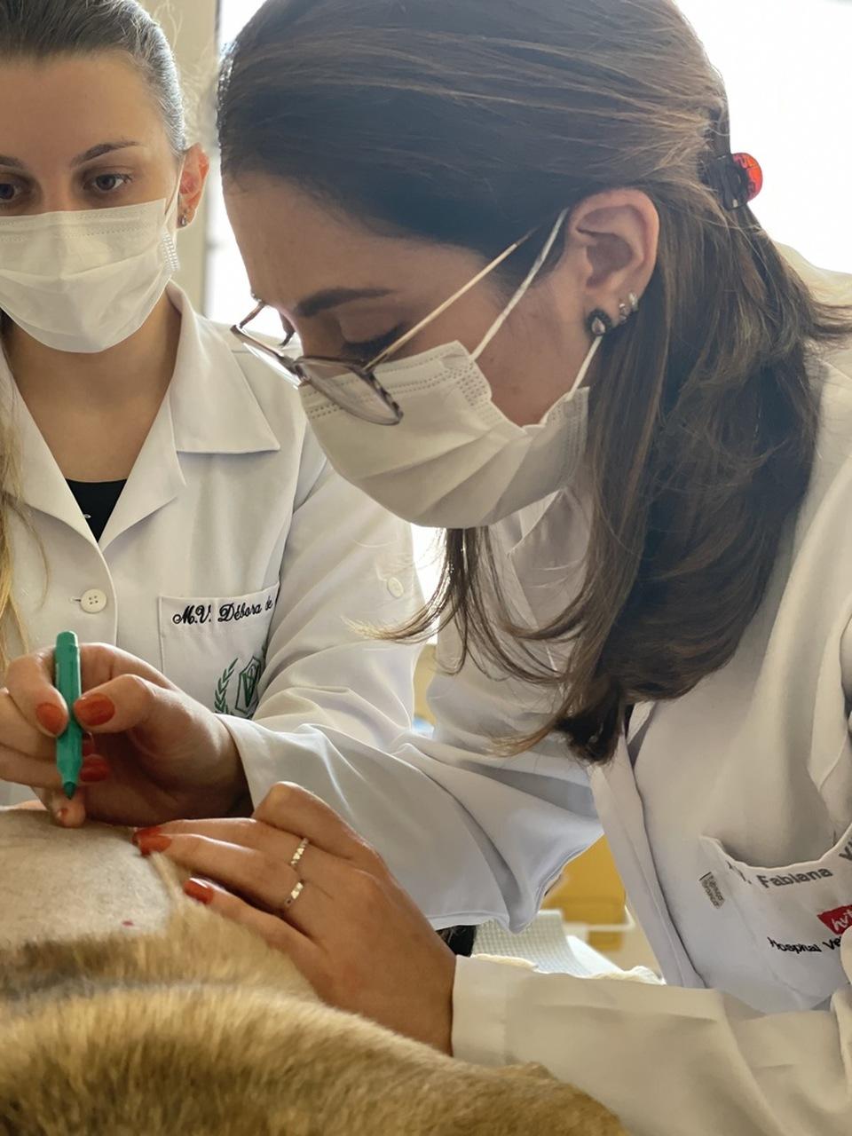 Varíola dos macacos em cachorro é sinal de alerta e inspira cuidados