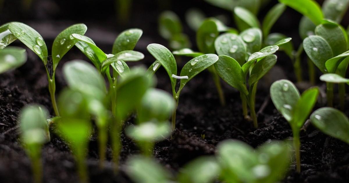 Ações para setores agro e ambiental visam a aquecer economia de forma sustentável