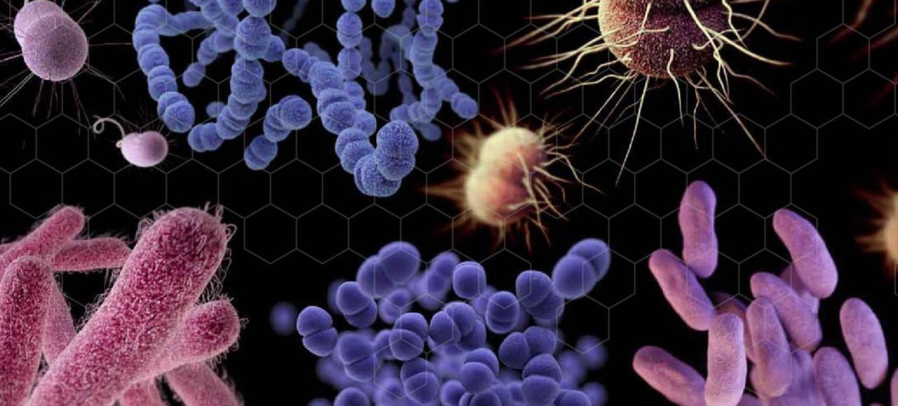 Campanha Municipal de Informação sobre a “Superbactéria” Staphylococcus Aureus é proposta ao Poder Executivo