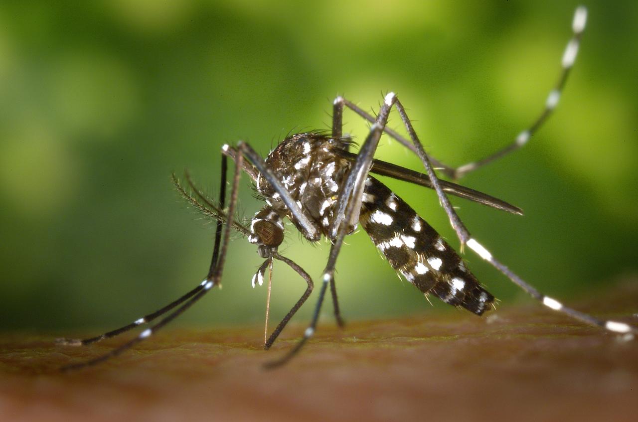 DENGUE TAMBÉM COMPROMETE SAÚDE OCULAR DE FORMA IRREVERSSÍVEL