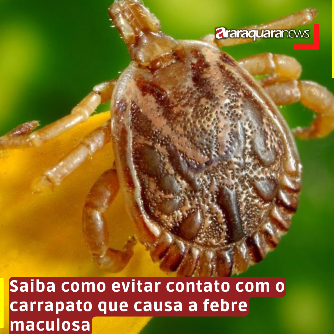 Saiba como evitar contato com o carrapato que causa a febre maculosa
