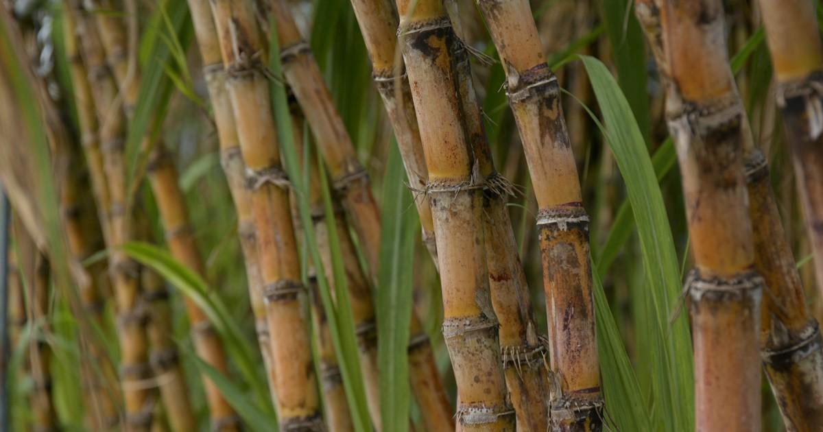 Cultura da cana-de-açúcar pode diminuir emissão de carbono na atmosfera