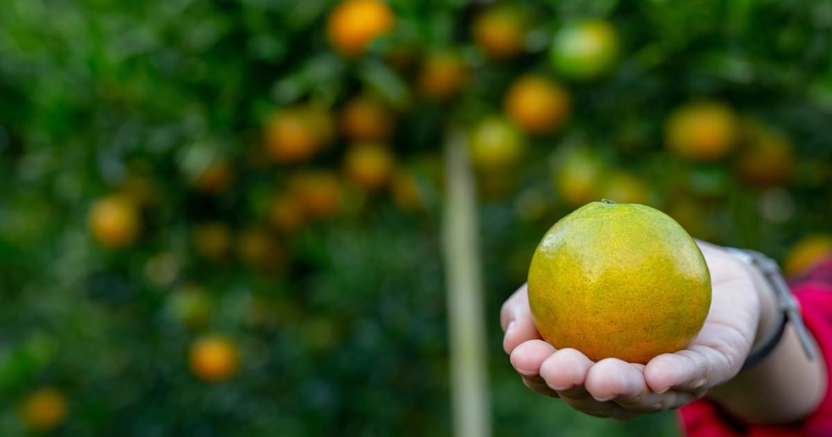 Para potencializar o turismo, inserção de Araraquara no Circuito das Frutas é sugerida