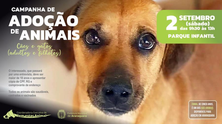 Encontre seu Amigo de quatro patas: Campanha de Adoção no Parque Infantil