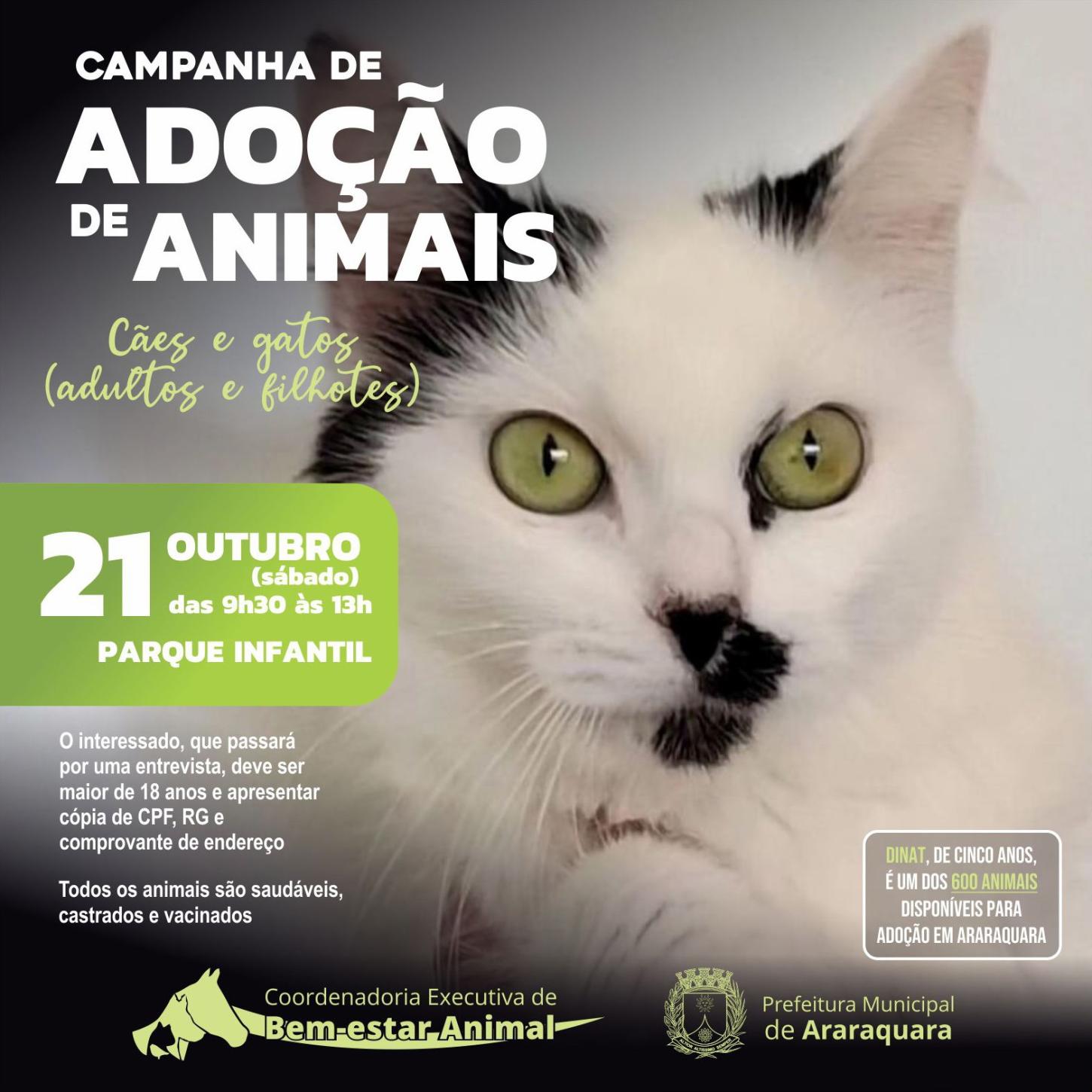 Adote um Amigo: Campanha de Adoção de Cães e Gatos Neste Sábado