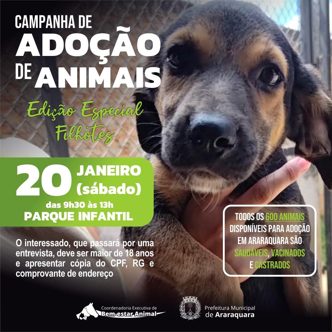 Adoção de Animais: Uma Oportunidade de Amor e Companheirismo!