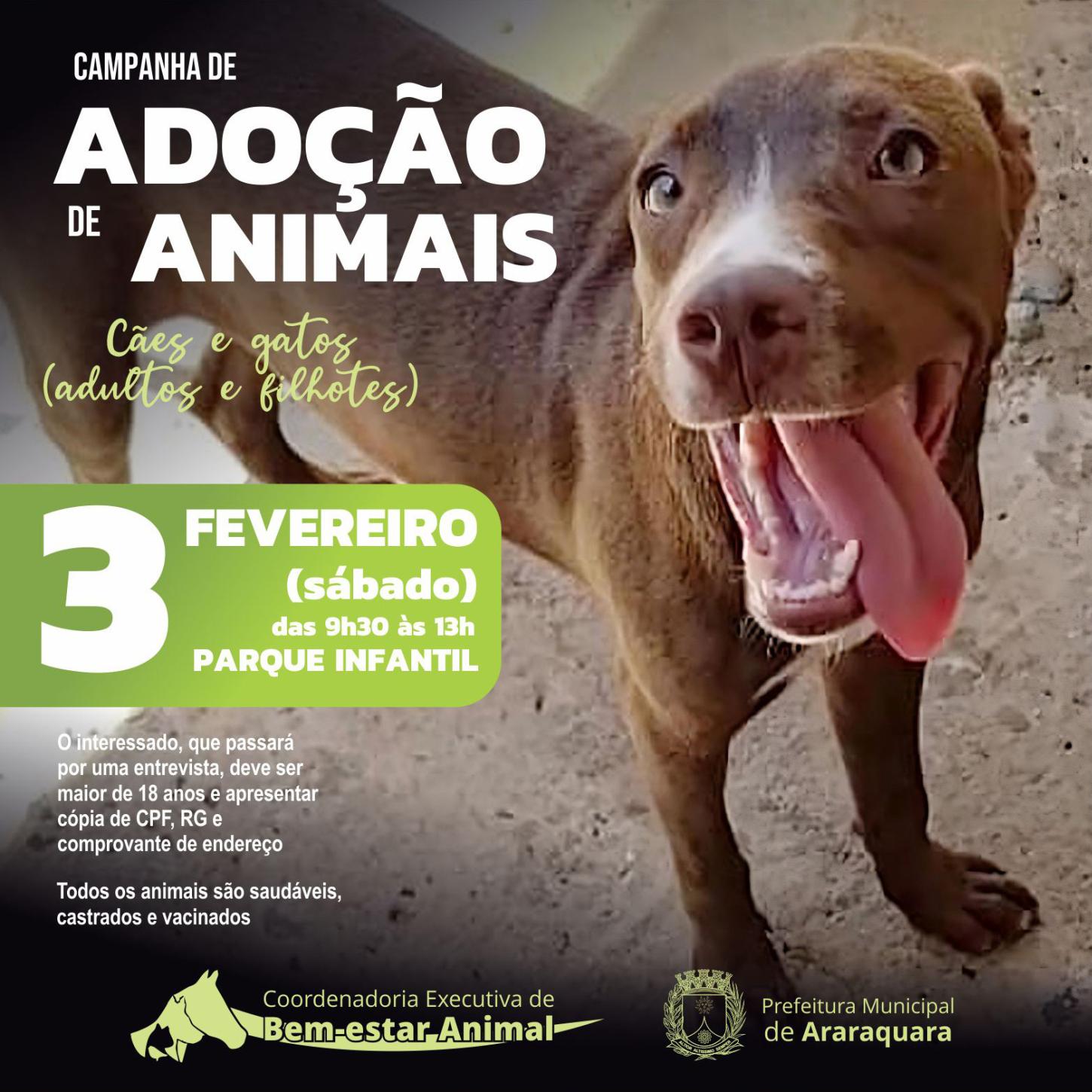 Encontre Seu Melhor Amigo: Campanha de Adoção de Pets