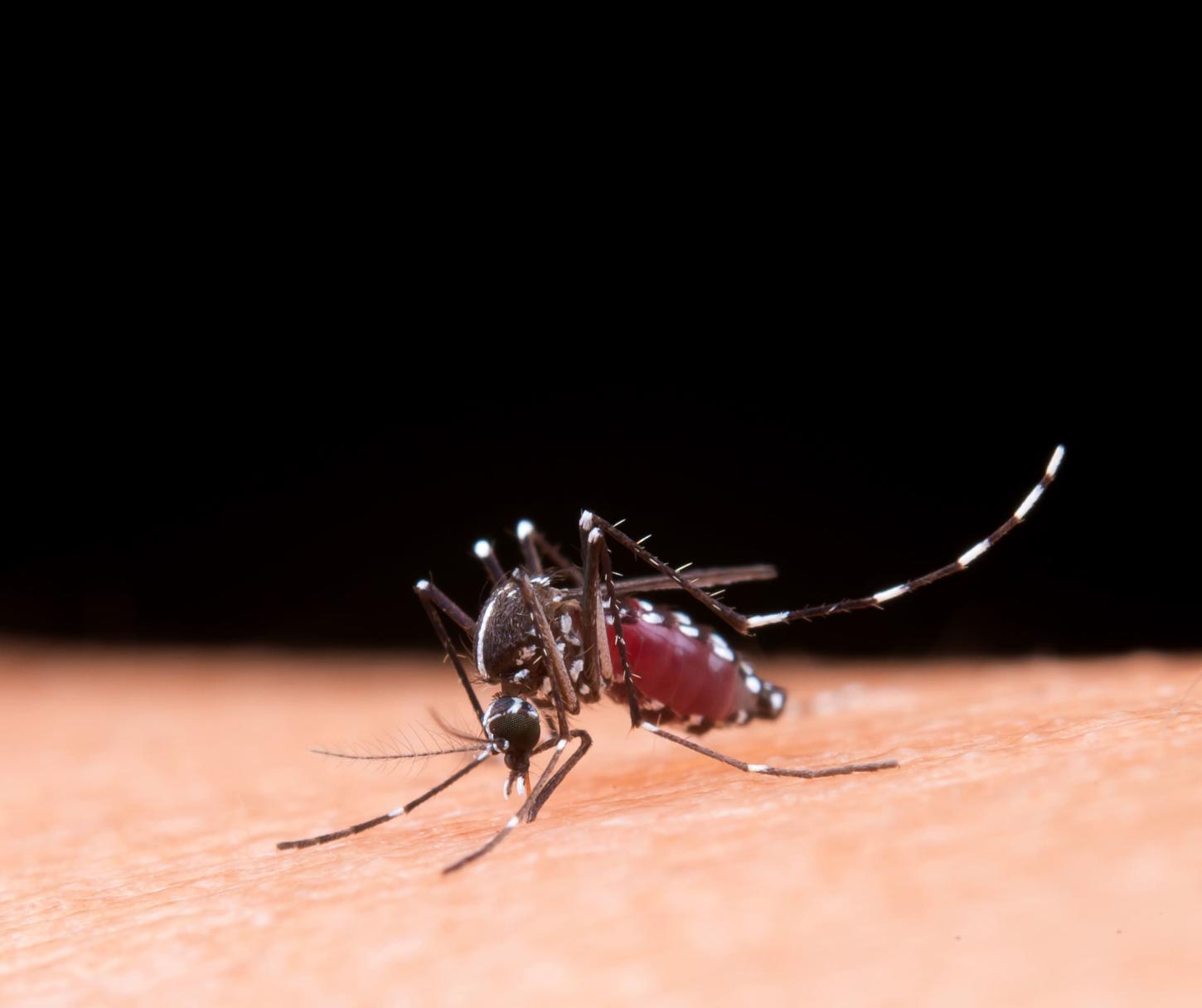 80% dos hospitais paulistas registram aumento de internações por dengue, informa SindHosp