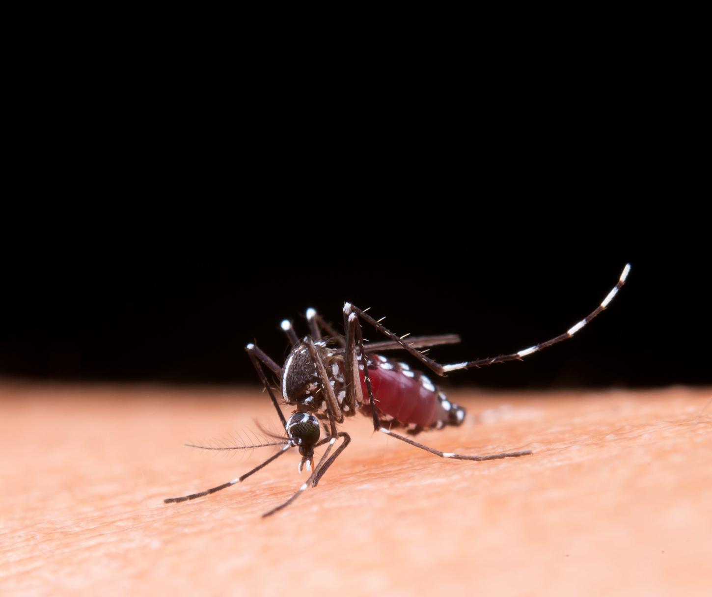 DENGUE ASSOMBRA BRASILEIROS E TAMBÉM PODE ATINGIR A VISÃO