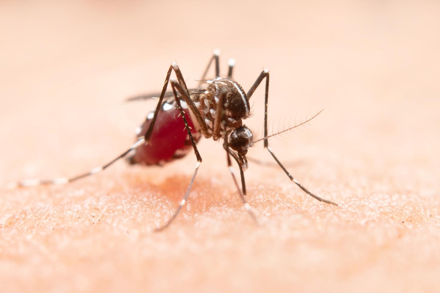 VÍRUS DA DENGUE COMPROMETE VISÃO DE DIFERENTES FORMAS, SENDO RISCO PARA CEGUEIRA IRREVERSÍVEL