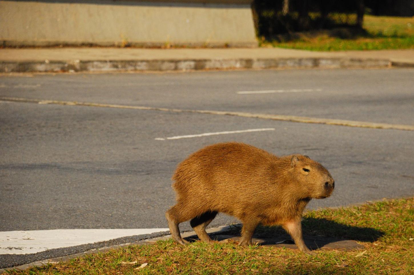 Debate na AEAARP busca solução para reduzir acidentes urbanos com animais silvestres