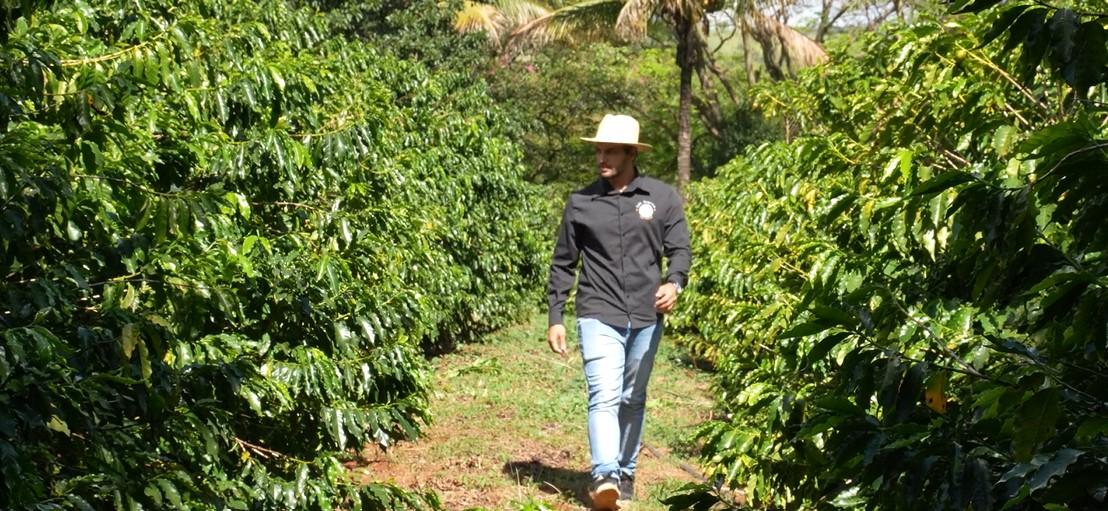 Após geada e perdas, produtor de café recomeça negócio em Araraquara