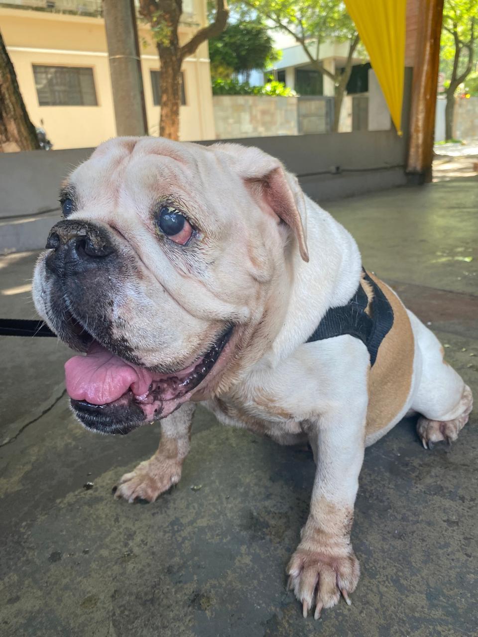 Cachorra idosa e cega desaparece no Jardim Santana