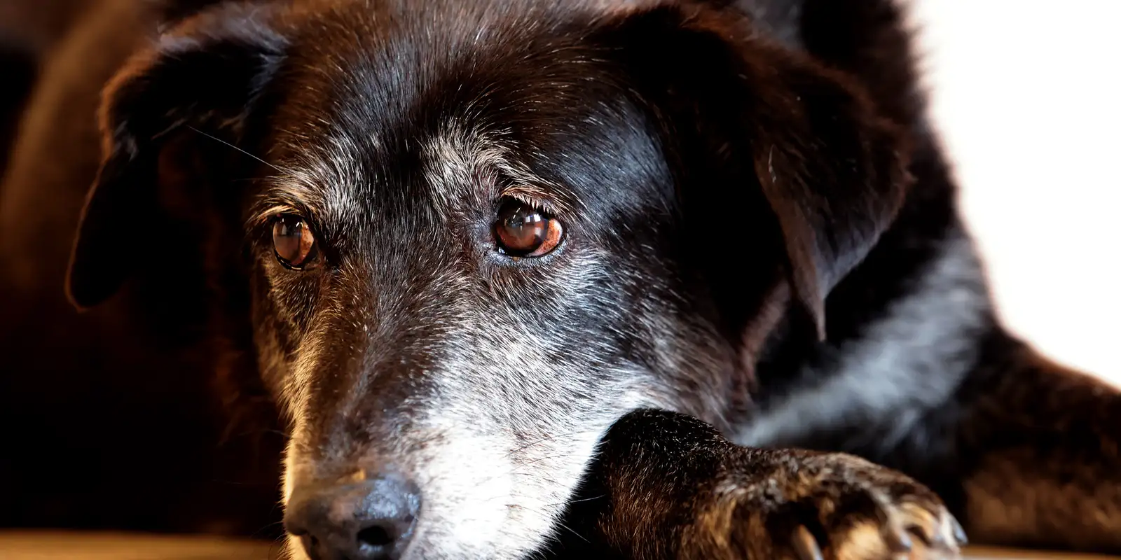 Comerciante é condenado a mais de cinco anos de reclusão por maus-tratos a cães