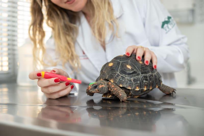 Crescimento de pets não convencionais expõe erros comuns de manejo