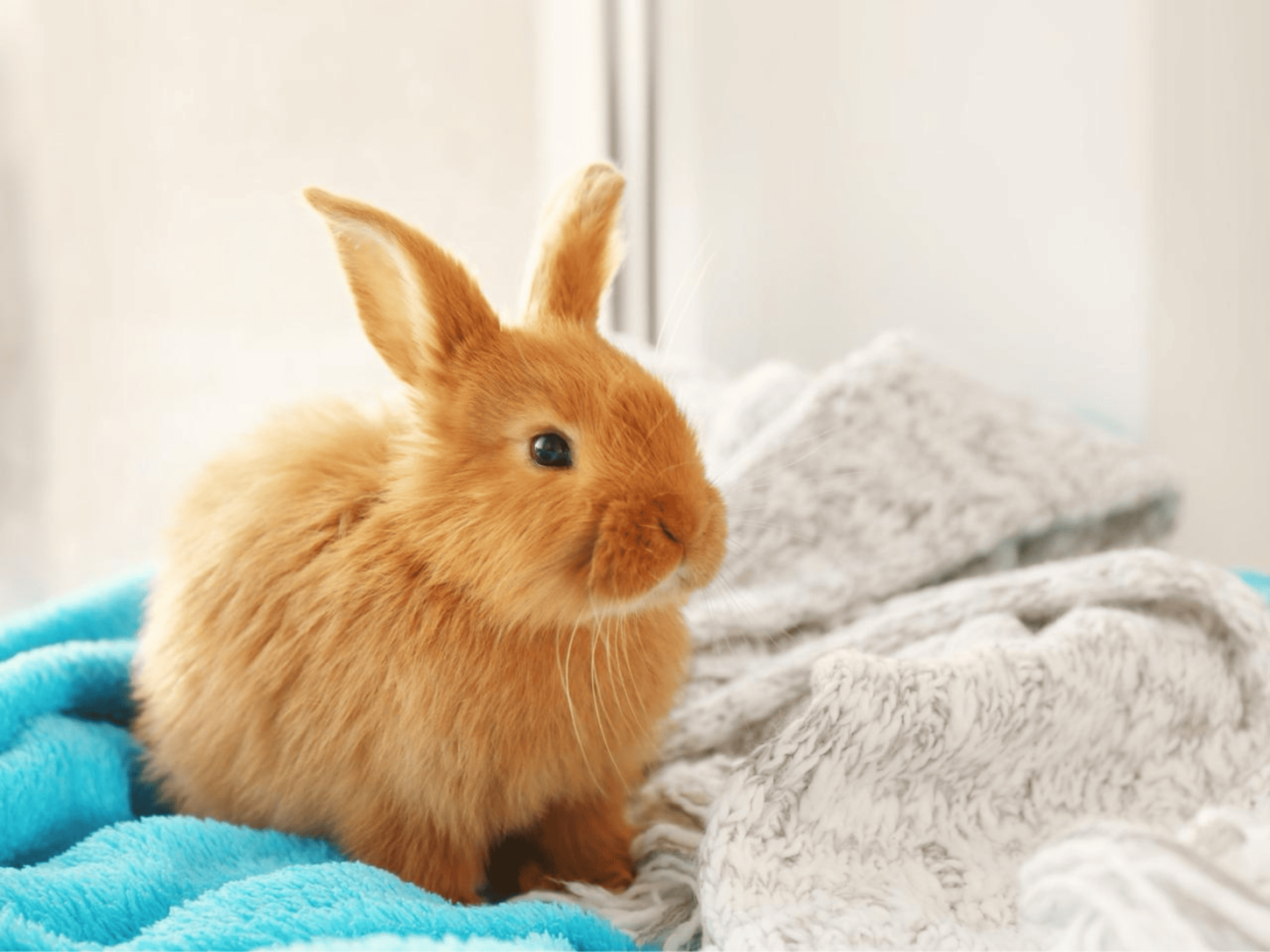  Outono chega e acende alerta para a saúde dos pets