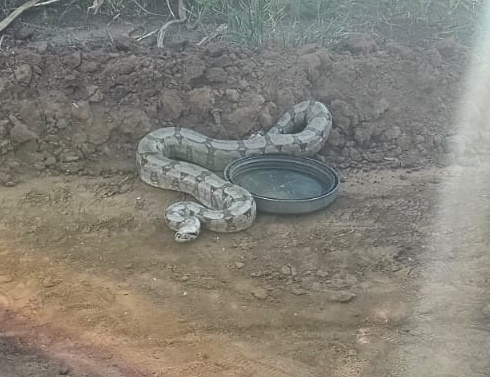 Defesa Civil de Ibaté realiza resgate de animais silvestres