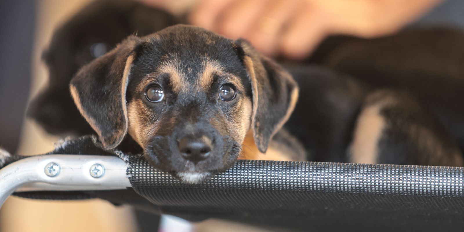 Mapa lança consulta pública sobre medicamentos veterinários genéricos e similares