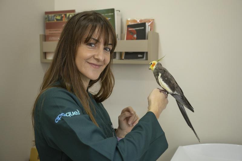 Calopsitas exigem rotina, manejo correto e acompanhamento veterinário