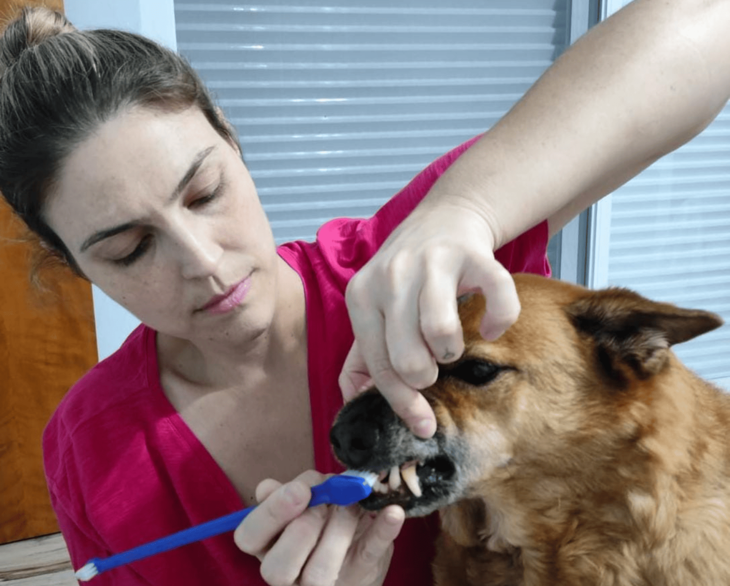 Mau hálito, dificuldade para comer e perda de peso podem indicar doenças na boca dos pets